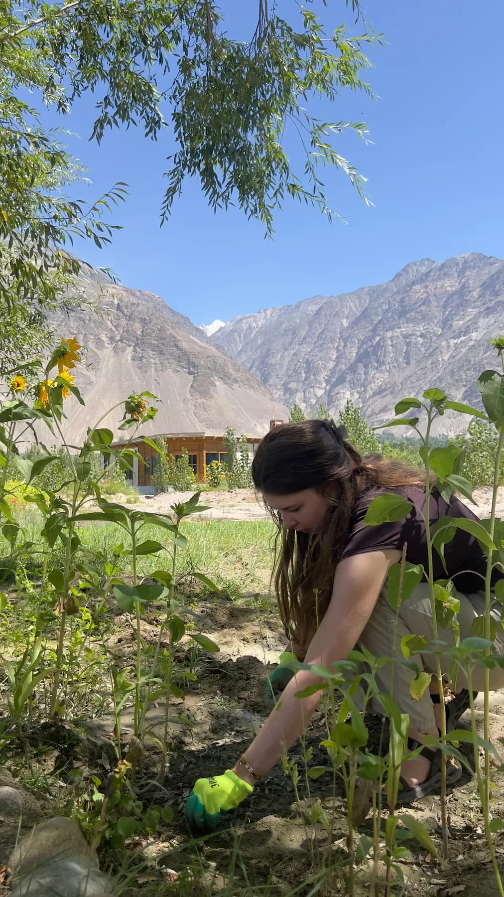 Hands in the garden with the lodge behind the sunflowers