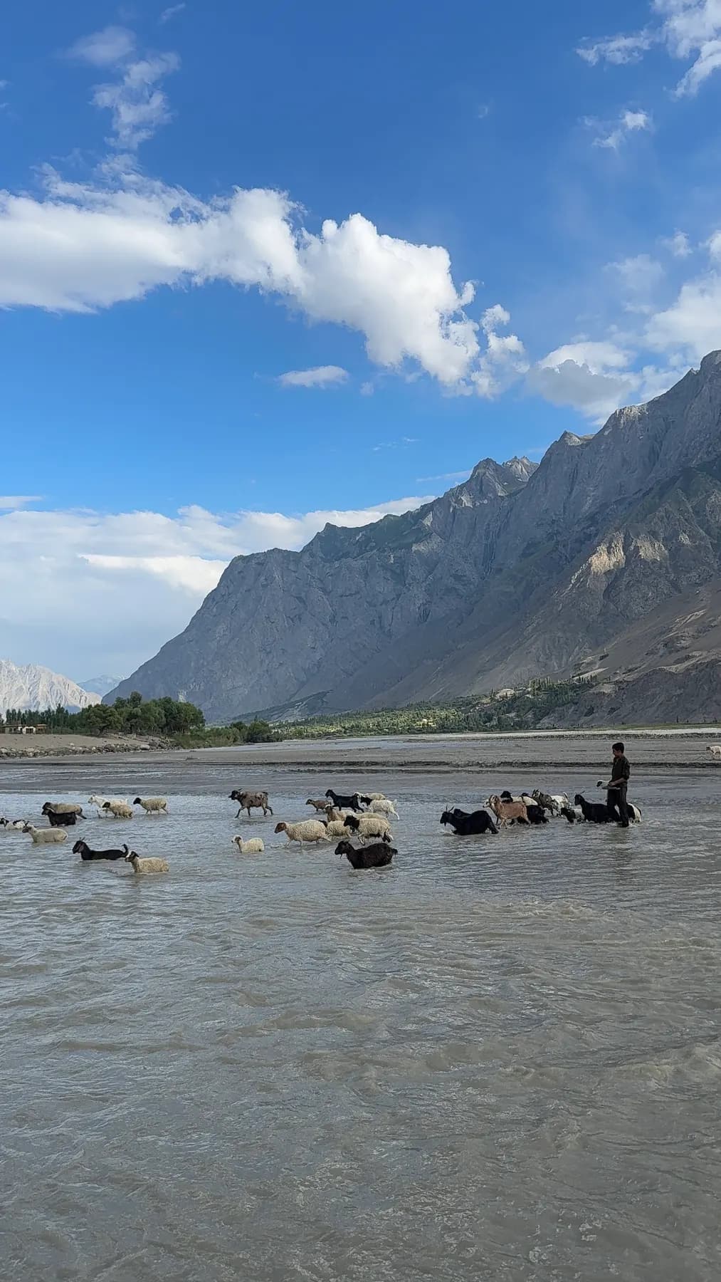 Goats and sheep crossing the Shigar river