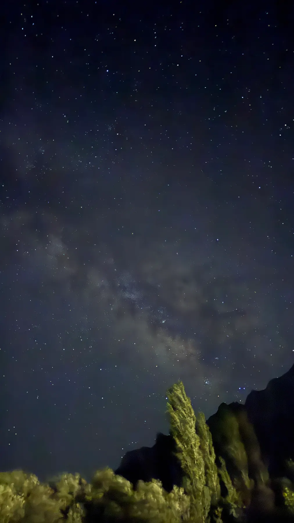 The Milky Way above the poplar trees