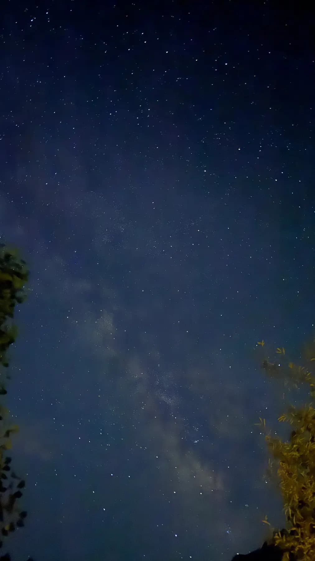 Stars through the trees at the retreat